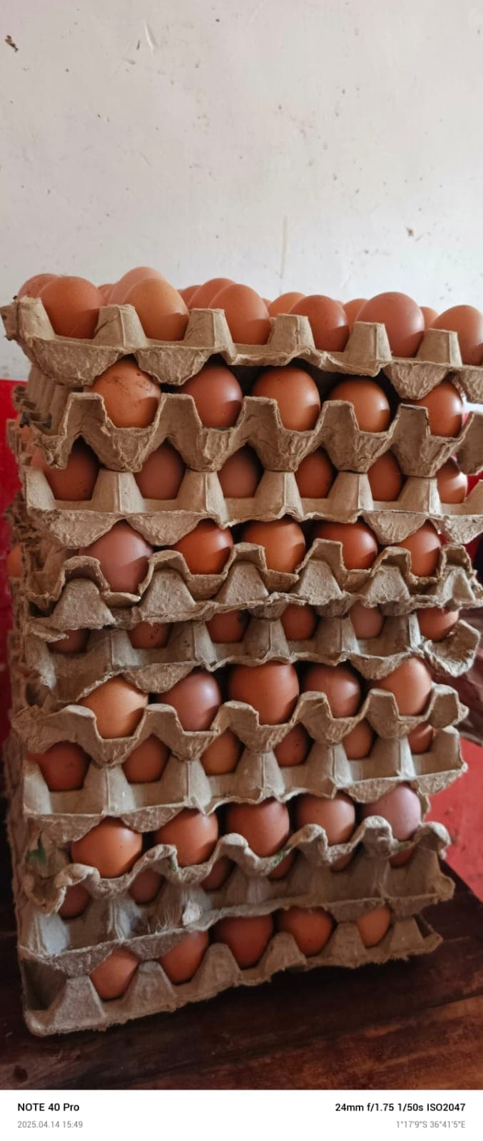 Chicken Eggs